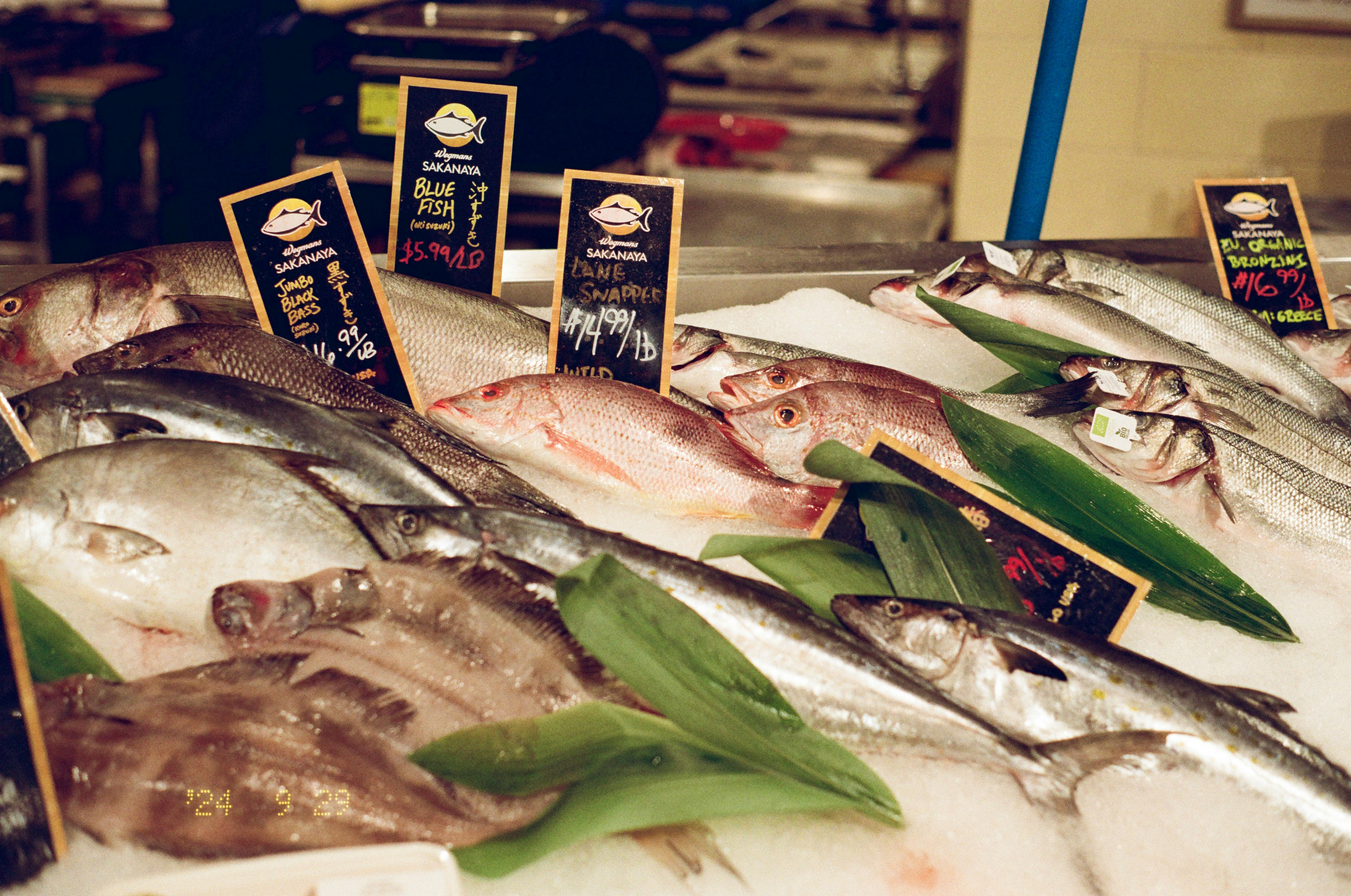 Ikan Cakalang
