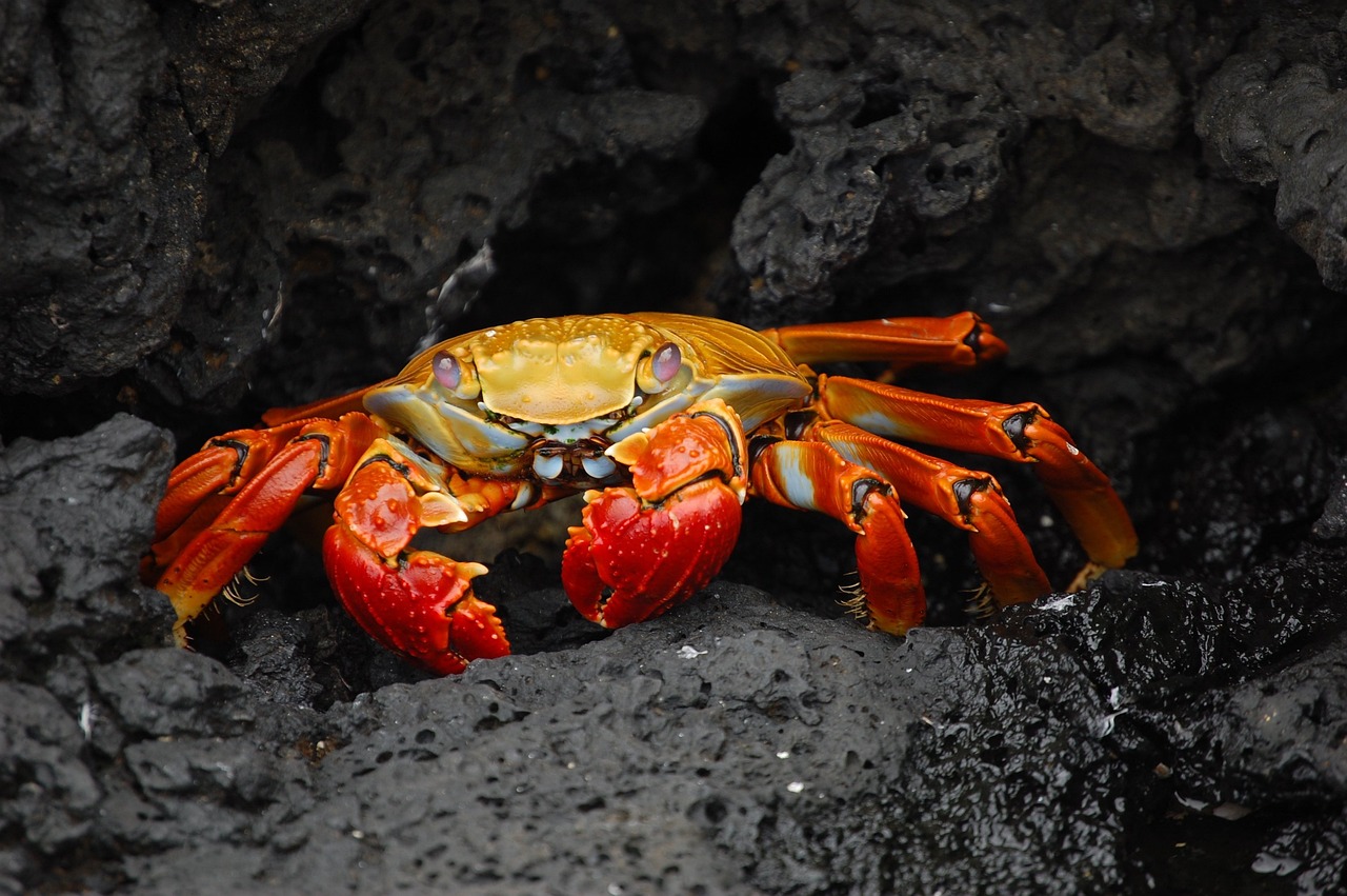 Cangkang Kepiting