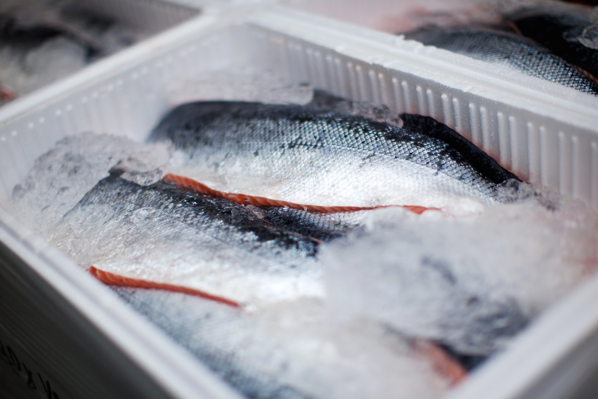 [Image of Cold Chain Freshwater Fish Delivery]