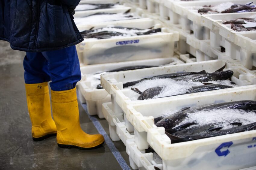[Image of Cold Chain Shrimp Delivery]