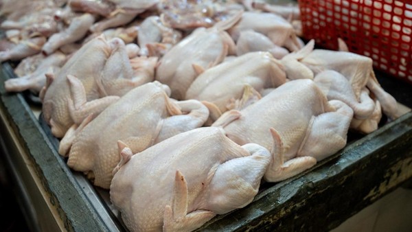 Produk Ayam Siap Kirim