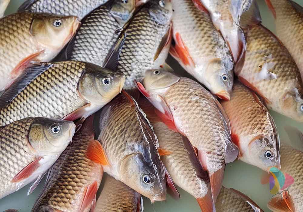Ikan Gurame