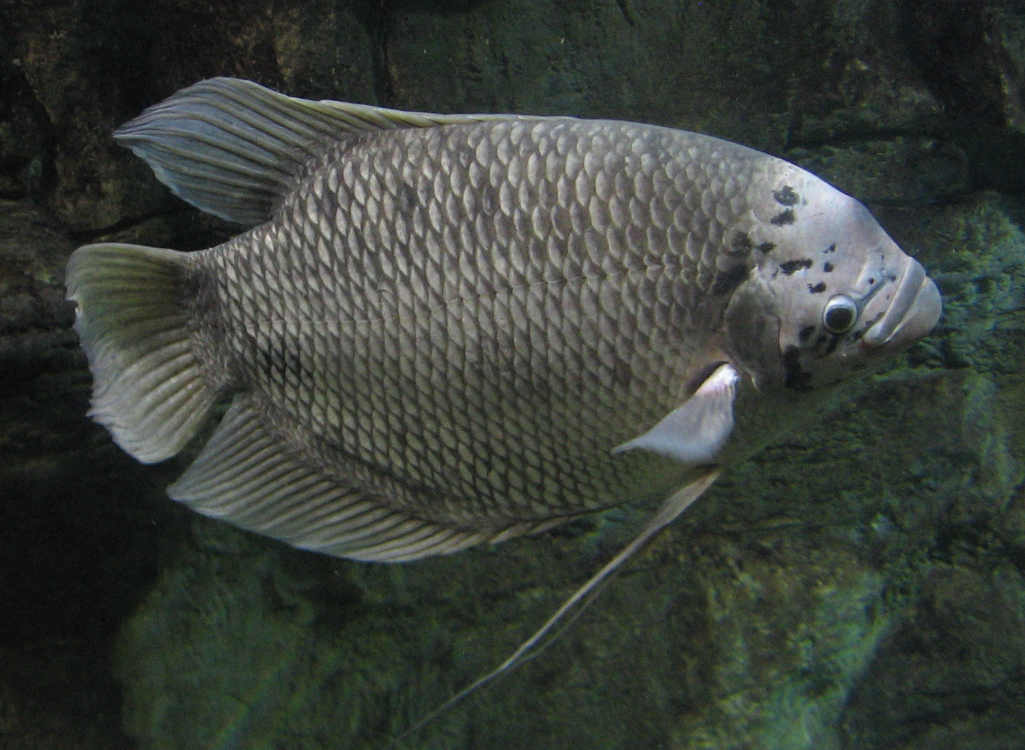 [Image of Live Gourami]