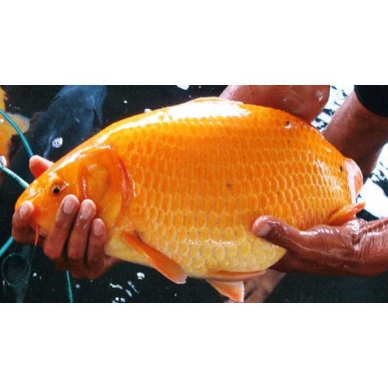 [Image of Fresh Goldfish/Carp]
