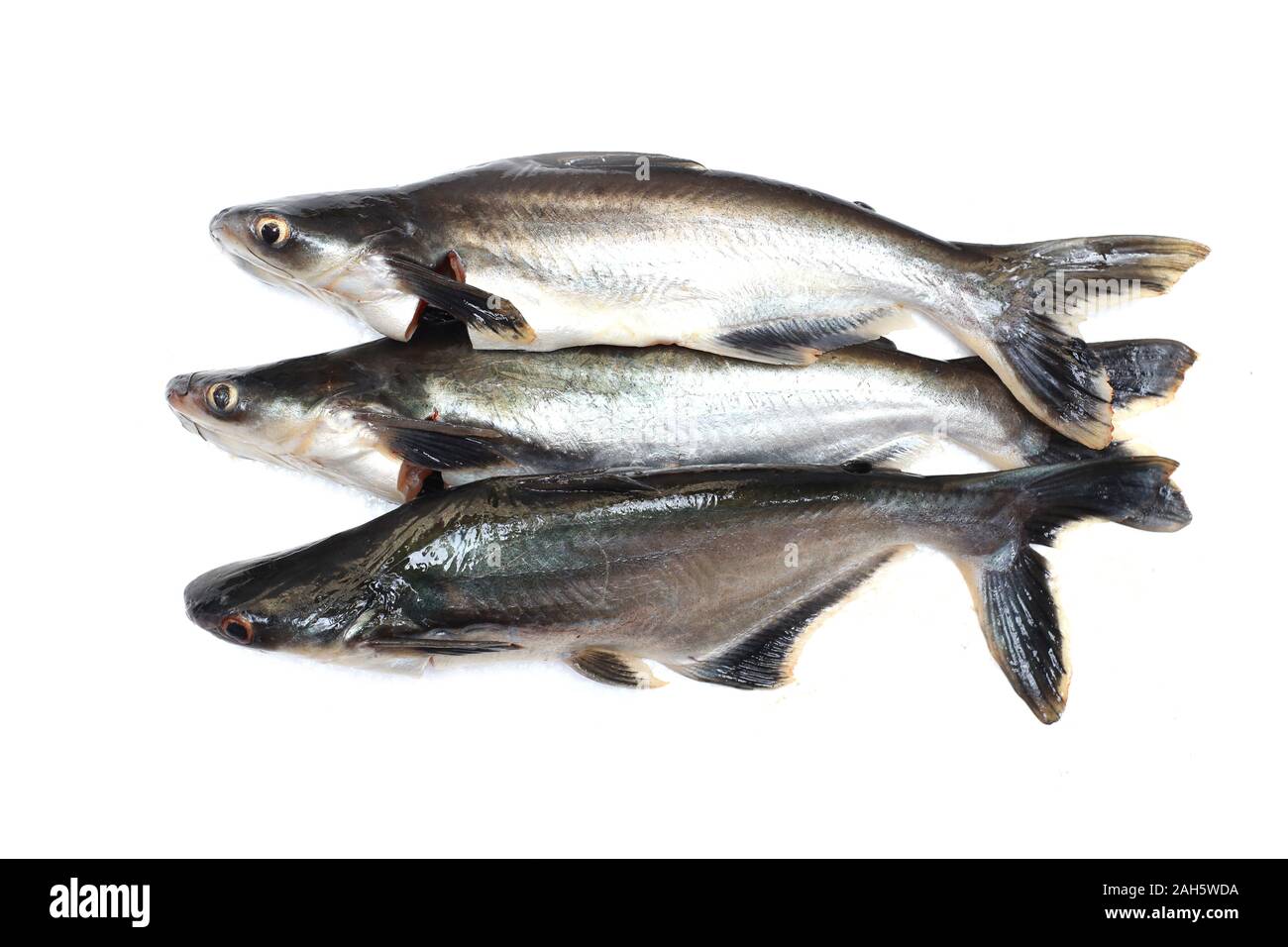 [Image of Pangasius Catfish]
