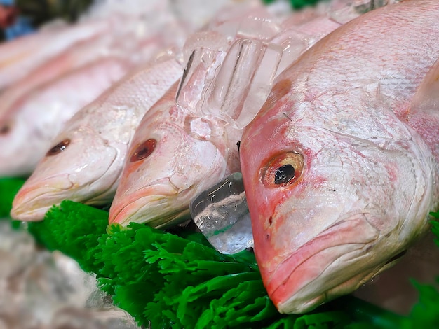Ikan Kakap Merah