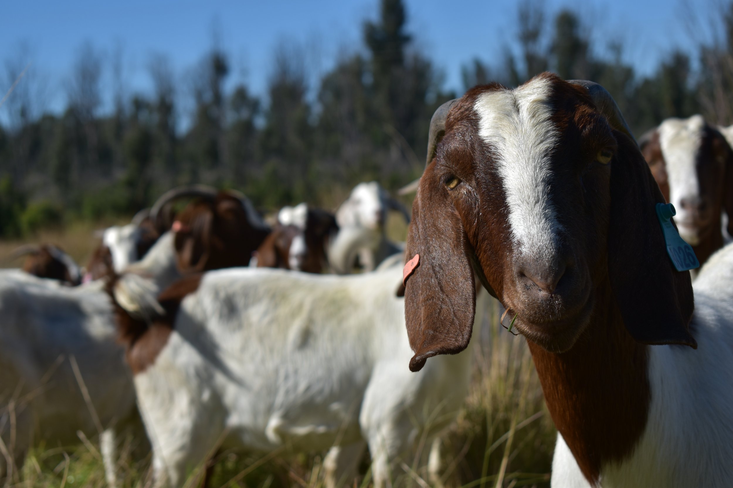 Kambing Domba Sehat Lokal