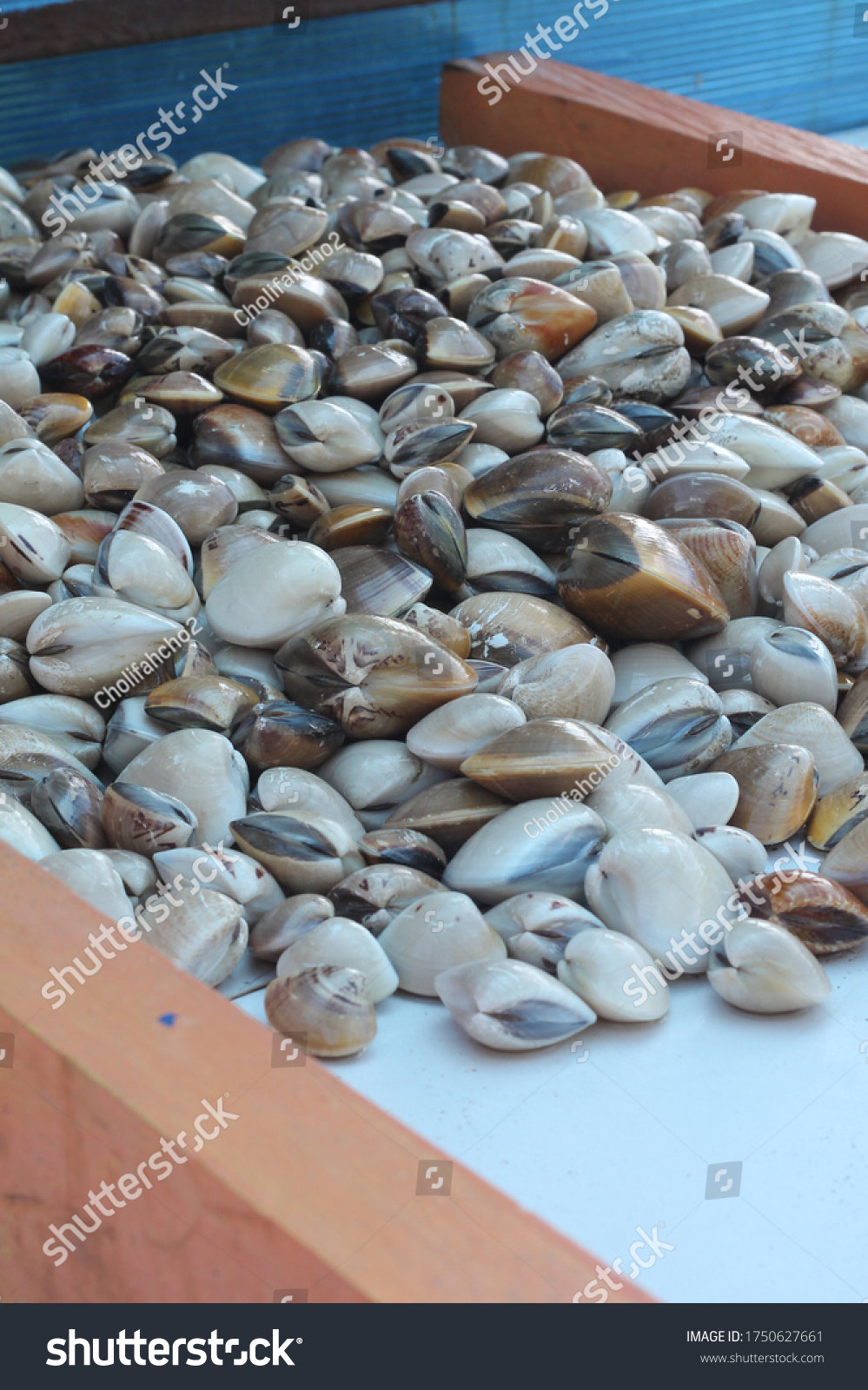 Produk Kerang Siap Distribusi