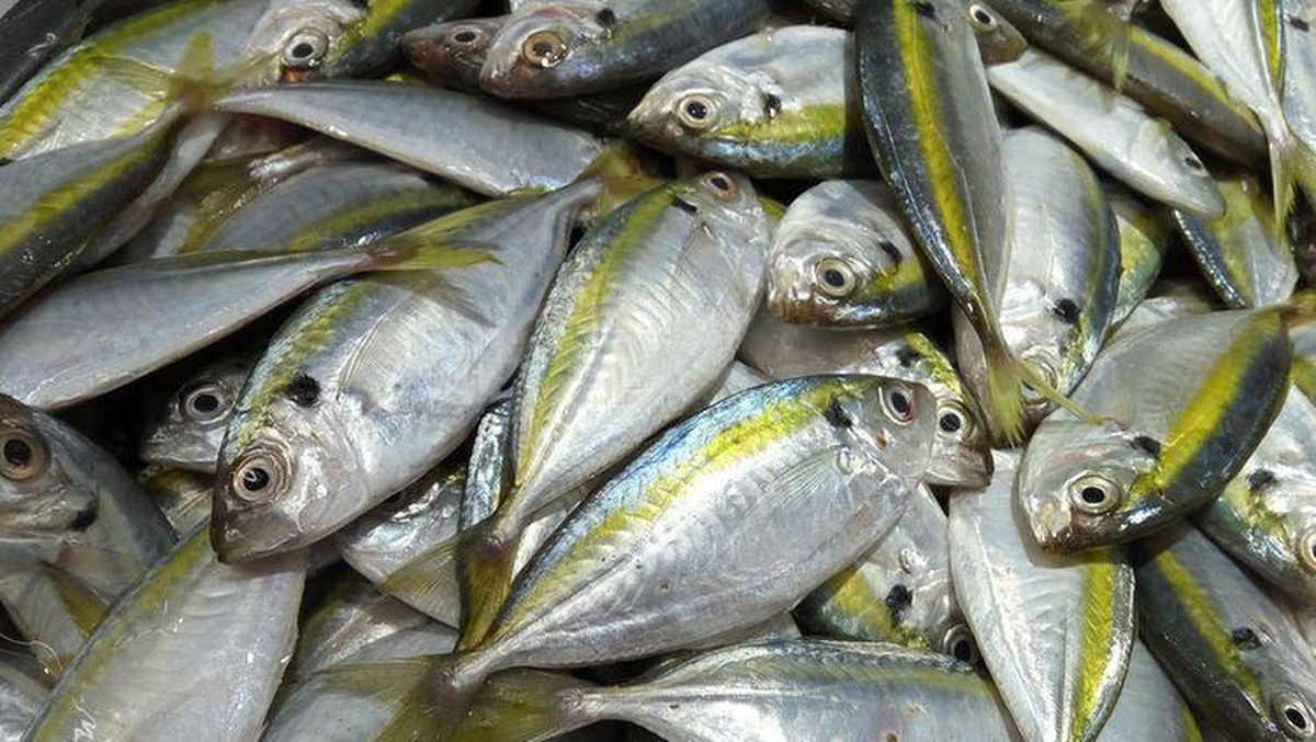 Ikan Kembung