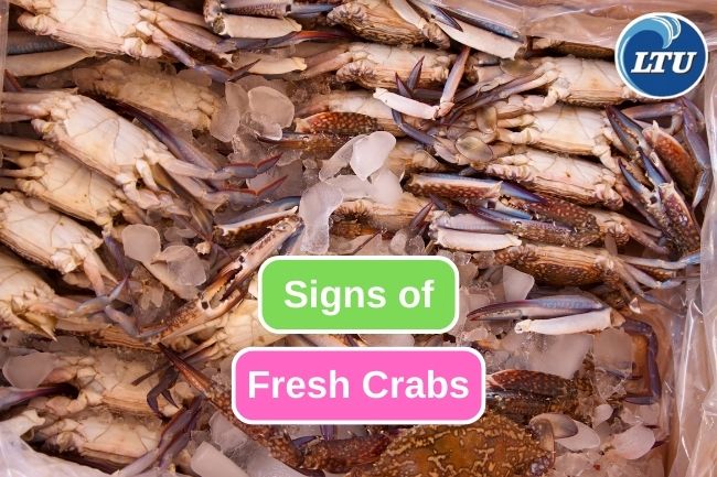 Kepiting Segar Pilihan
