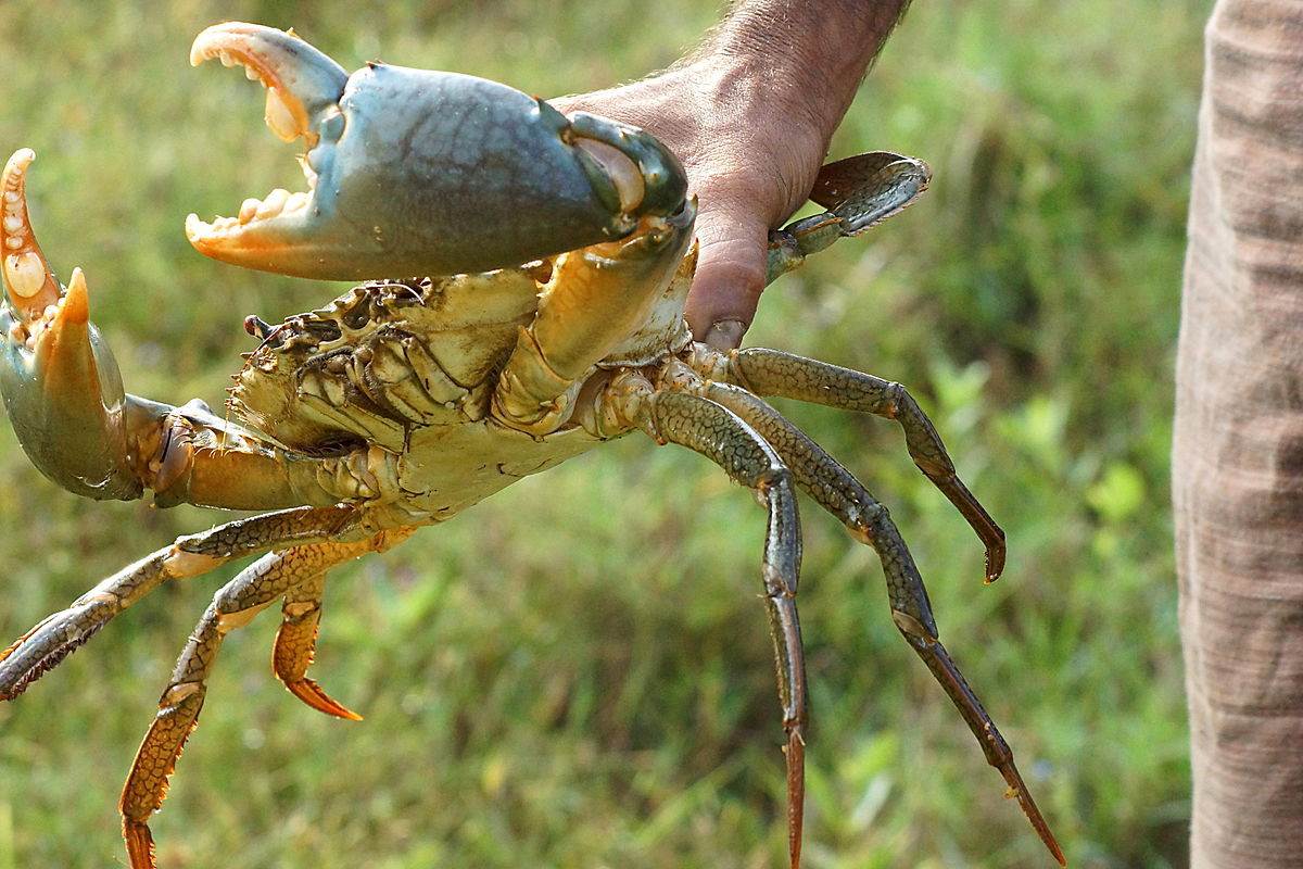 Kepiting Utuh Bersih
