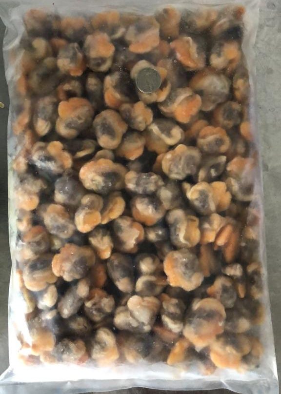Kerang Frozen