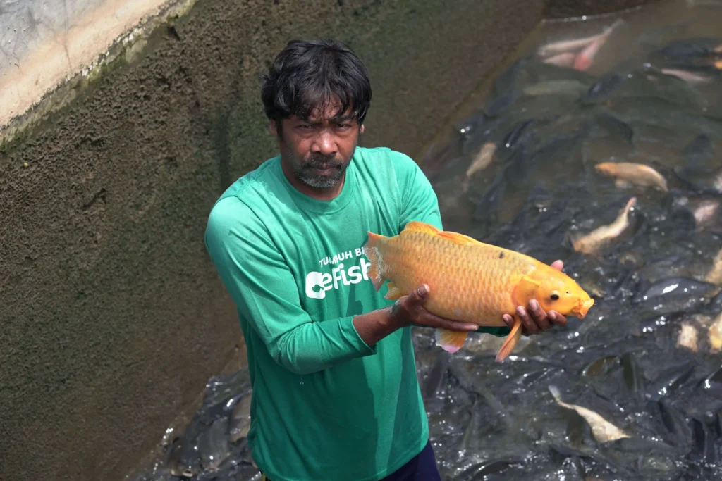 [Image of Quality Freshwater Fish]