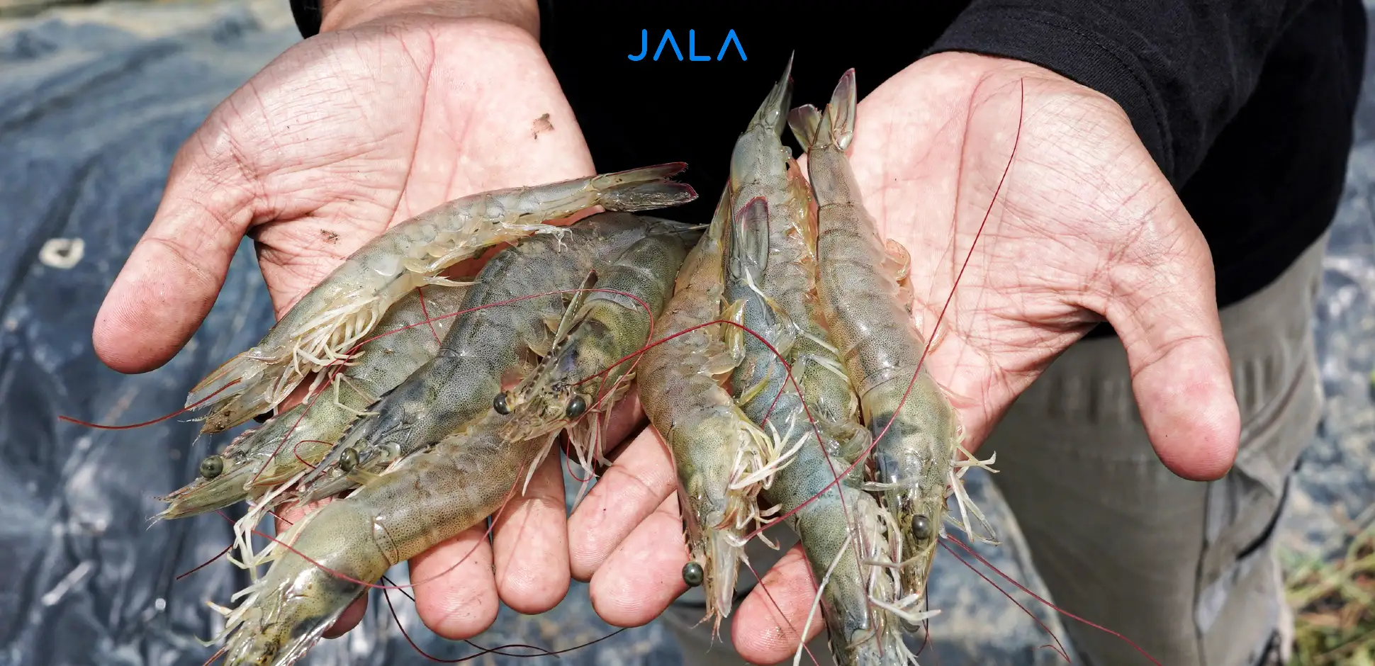[Image of Quality Shrimp]