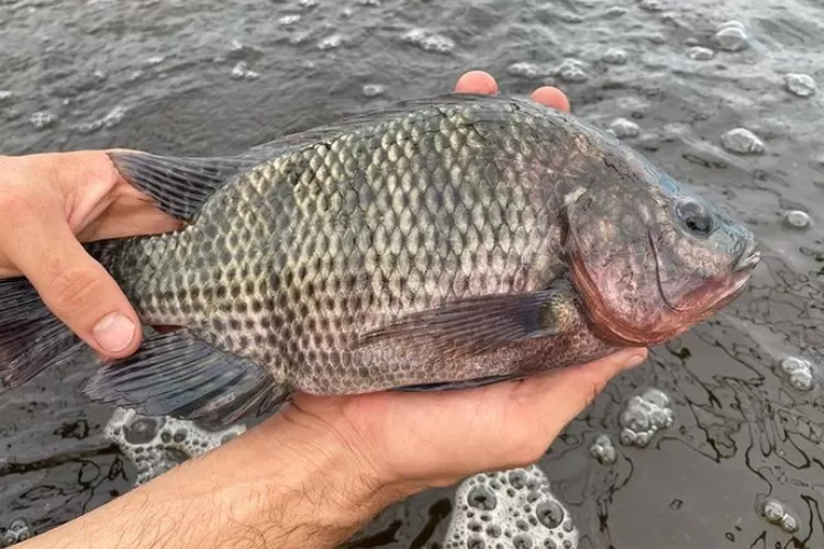 [Image of Mozambiqe Tilapia]