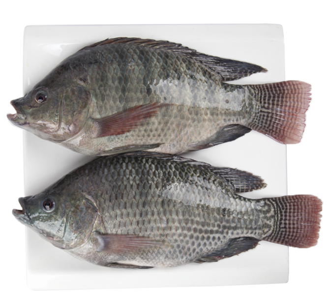 [Image of Whole Tilapia]