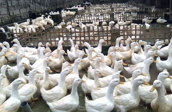 Pakan Alami Bebek