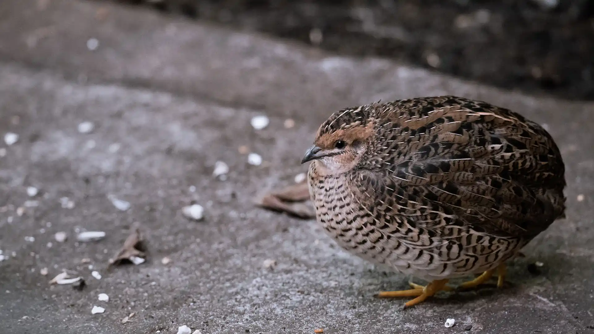 [Image of Natural Quail Feed]