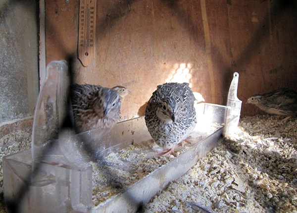 [Image of Superior Quail Breeding Selection]