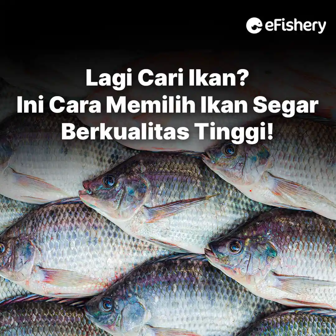 [Image of Fresh Fish Selection]