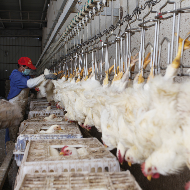 [Image of Halal Hygienic Quail Processing]