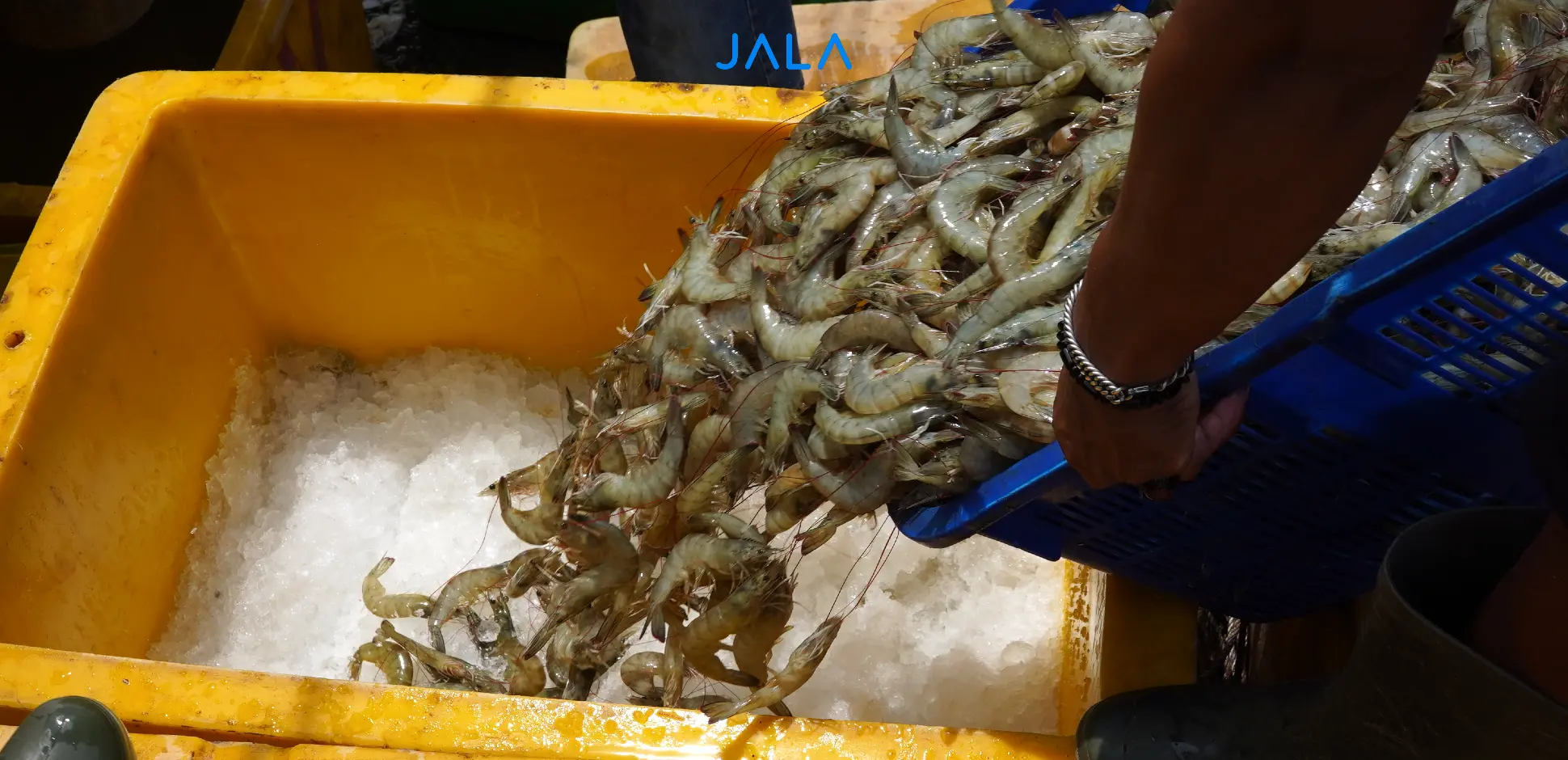 [Image of Fresh Shrimp Handling]