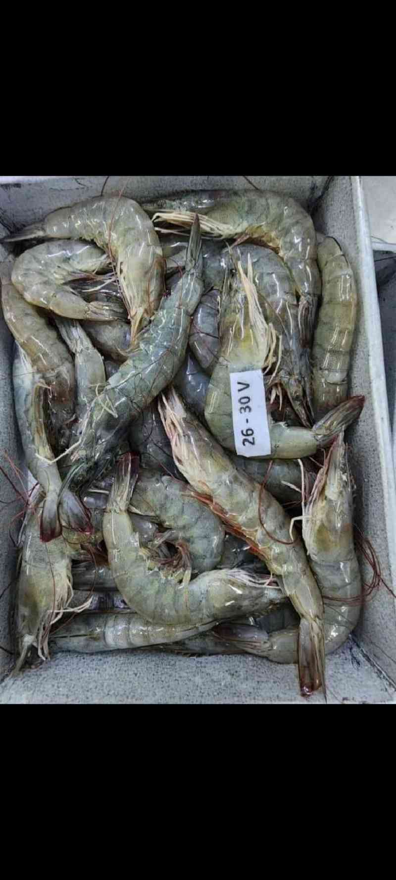 [Image of Whole Vaname Shrimp]