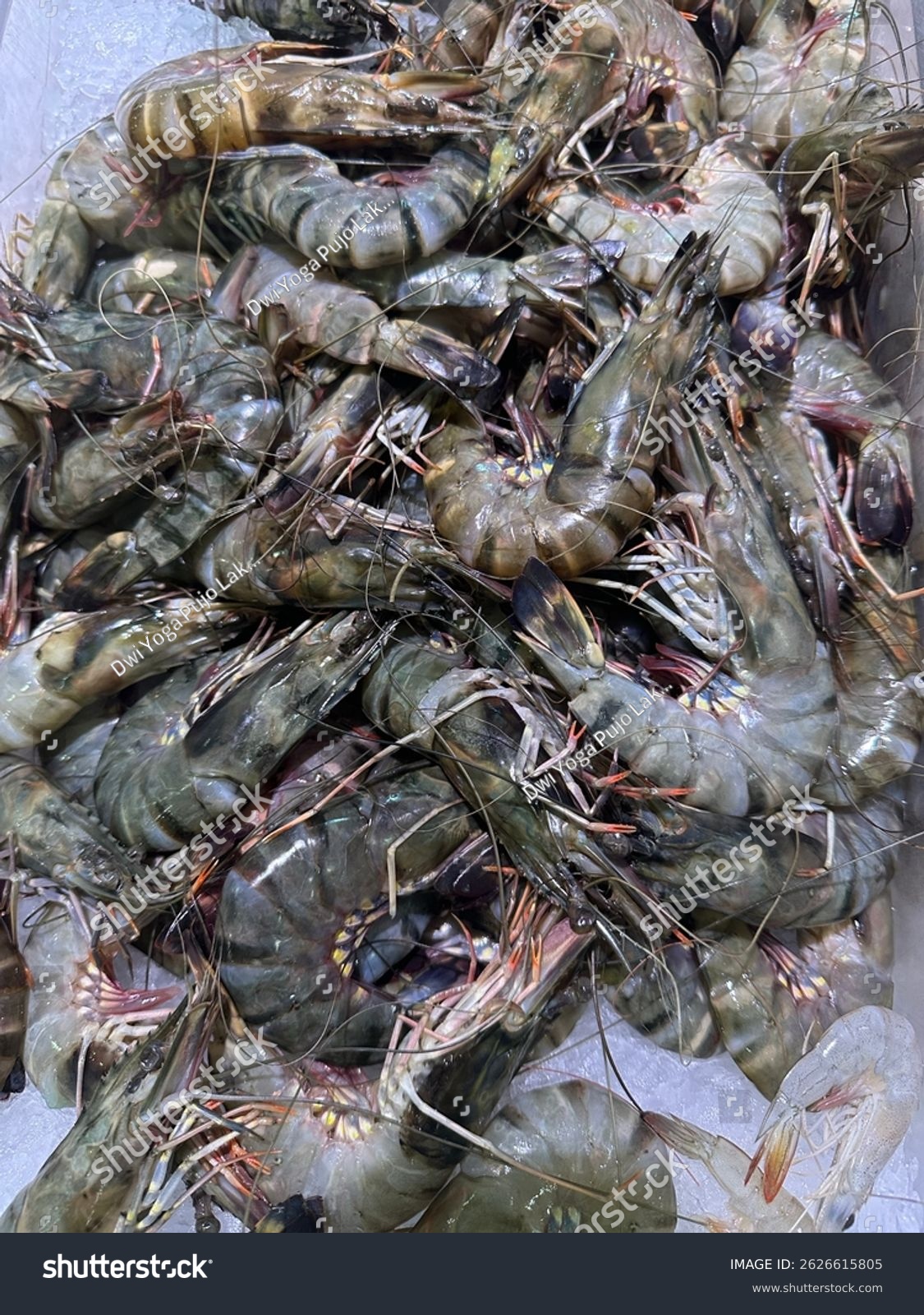 [Image of Fresh Tiger Prawn]